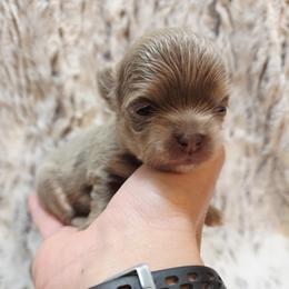 Lilac and tan - Silver female Chihuahua puppy in Richmond, Virginia from Breens
