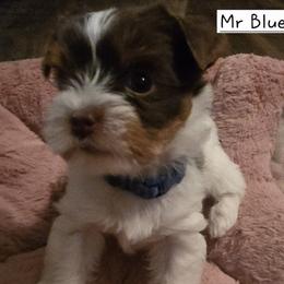 Mr Blue - Chocolate, tan and white male Yorkshire Terrier puppy in Dover, Delaware from Lewis Precious Paws
