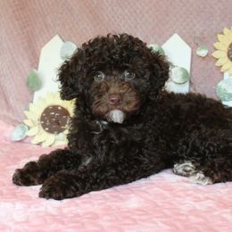 Poodle Puppies from 'Capon Cuties