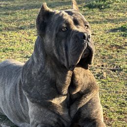 Elia - Cane Corso