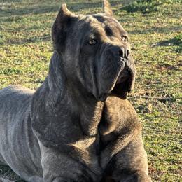 Elia - Cane Corso