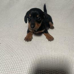 Max - Black and tan male Dachshund puppy in Colonial Heights, Virginia from Mimi’s Doxies
