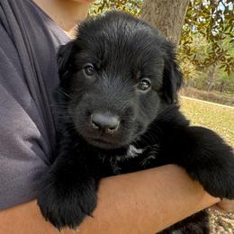 Light green collar boy - Black male German Shepherd puppy in Lake City, Florida from Saylor Shepherds
