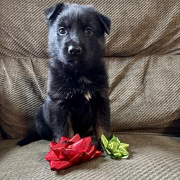 Purple Girl - Black and tan female German Shepherd puppy in Ashland, Ohio from Peachy Puppies