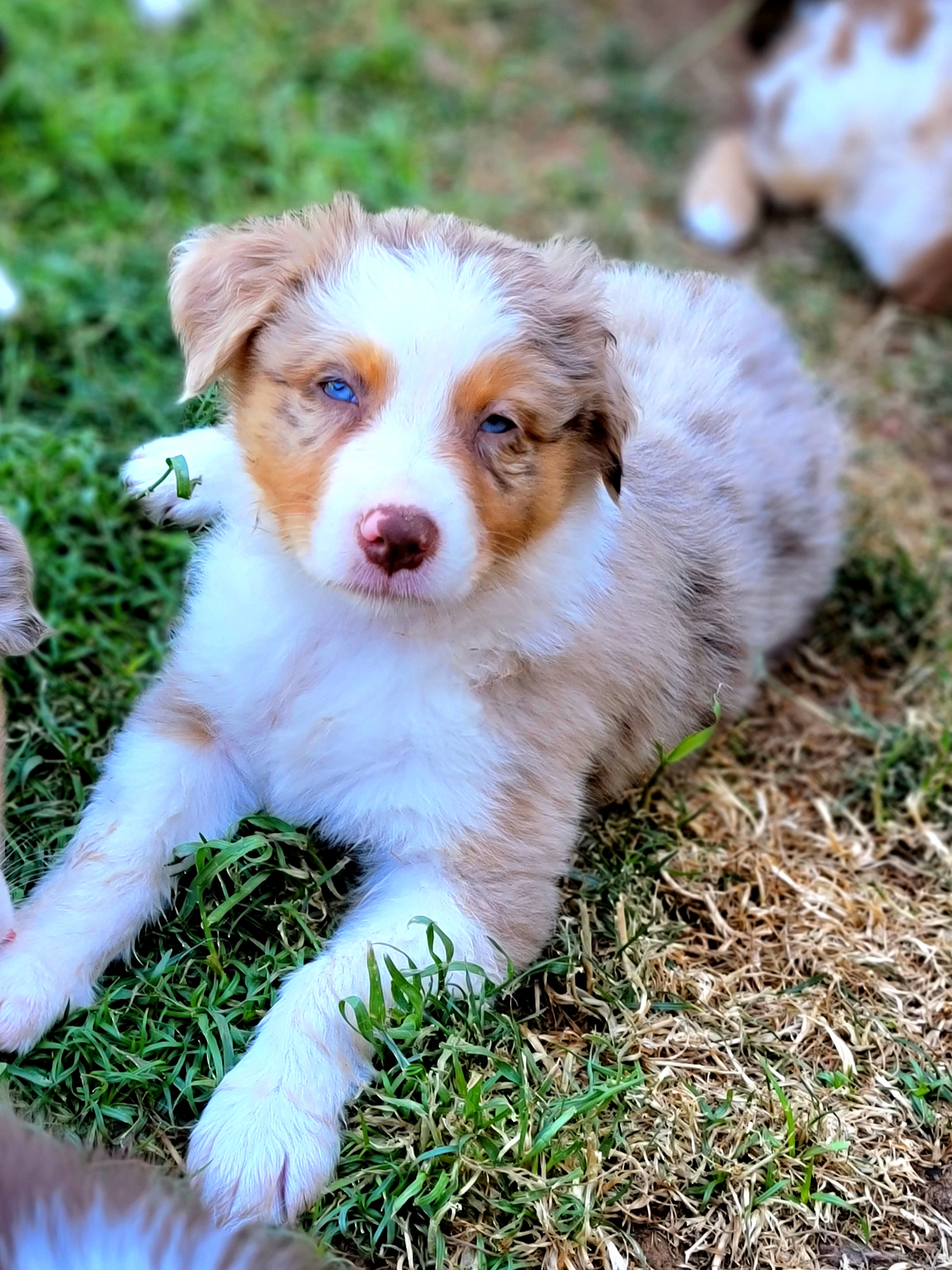 Champ - Red merle Australian Shepherd puppy in Glendale, Arizona from Kerr Aussies
