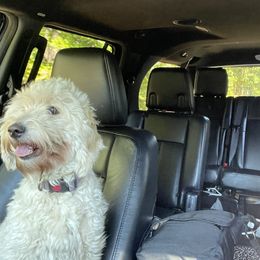 Goldendoodle and Poodle Puppies from King’s  Castle of Doodles