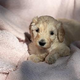 Cashew - Cream female Labradoodle puppy in Somerset, California from Annie’s Animals