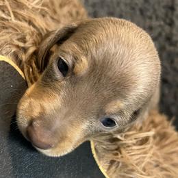 Thurston Boy 2 - Fawn (isabella) and tan male Dachshund puppy in Bigfork, Minnesota from Dachshunds Up North
