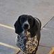 Dottie