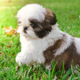 Shih Tzu Puppies from Tian Mi Shih Tzu