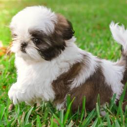 Shih Tzu Puppies from Tian Mi Shih Tzu