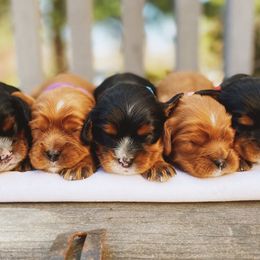 Cavalier King Charles Spaniel Puppies from Cadelia Cavalier King Charles Spaniels