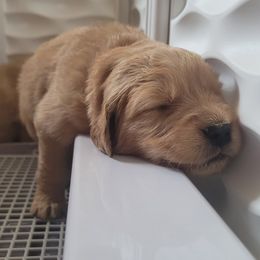 Golden Retriever Puppies from Middlecreek Goldens