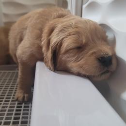 Golden Retriever Puppies from Middlecreek Goldens