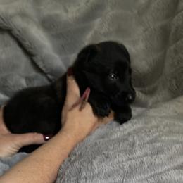 Velvet - Fawn sable female Belgian Malinois puppy in Chino, California from BlueStone K9