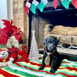 Goldendoodle Puppies from Central Texas Doodle Nest Kennel