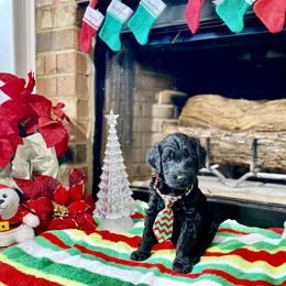 Goldendoodle Puppies from Central Texas Doodle Nest Kennel