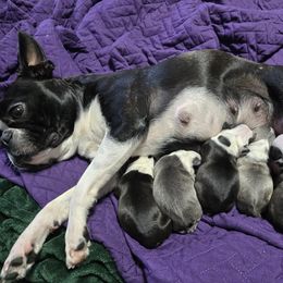 Boston Terrier Puppies from Howell Terriers
