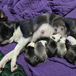 Boston Terrier Puppies from Howell Terriers