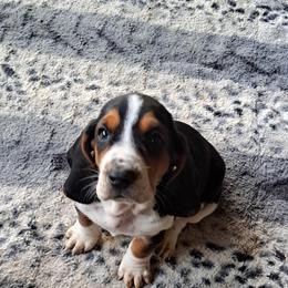 Basset Hound and Beagle Puppies from Orange Mountain Basset Hounds & Beagles