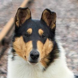 Riker - Collie