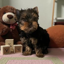 Clarence - Blue and gold male Yorkshire Terrier puppy in Kendallville, Indiana from Yorkies Kisses