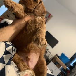 Australian Labradoodle Puppies from Semper Doodles