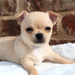 Apple - Fawn male Chihuahua puppy in Forsyth, Georgia from Brooks Grove Canines LLC