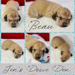 Beau - Cream male Dachshund puppy in Pensacola, Florida from Jen's Doxie Den