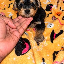 Alfalfa - Black and tan male Yorkipoo puppy in Gastonia, North Carolina from Banks Dynasty Kennel