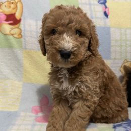 Ollie - Apricot male Goldendoodle puppy in Centralia, Missouri from Oodles Of Doodles Mo.