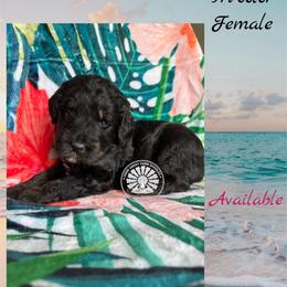 Bahamas - Tri-color female Bernedoodle puppy in Godwin, North Carolina from Farm Sweet Farm Doodles