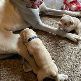Boxer Puppies from Dudley’s Dream Boxers