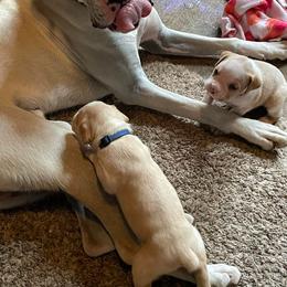 Boxer Puppies from Dudley’s Dream Boxers