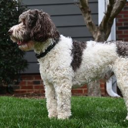 Australian Labradoodles from Downunder Labradoodles USA