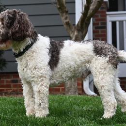 Australian Labradoodles from Downunder Labradoodles USA