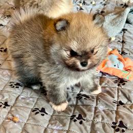 ABEL - Orange male Pomeranian puppy in Willis, Texas from Treasured Jewels Pomeranians