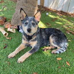 Ellie (AKC) Spayed - Blue female Australian Cattle Dog puppy in Marana, Arizona from Impact 3rd Australian Cattle Dogs