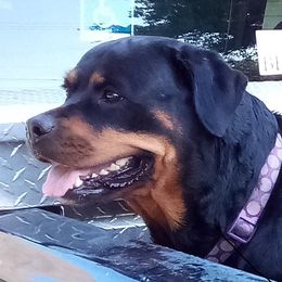 Rosey - Rottweiler