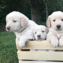 Aussiedoodles and Labradoodles from West Doodles and Retrievers