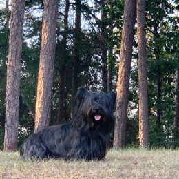 Skye Terrier All Grown Up from Skye Terriers ‘Of Wallace’s Coven’