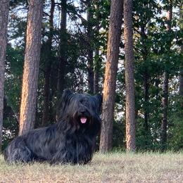 Skye Terrier All Grown Up from Skye Terriers ‘Of Wallace’s Coven’