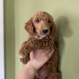 Poodle Puppies from Emerald Pines Standard Poodles