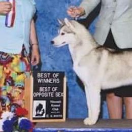 Siberian Huskies from Vibe’s Siberians