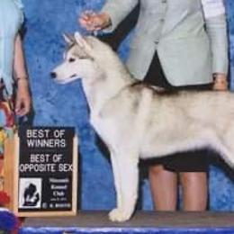 Siberian Huskies from Vibe’s Siberians