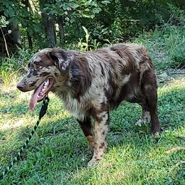 Freya - Australian Shepherd