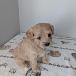 Girl 1 - Apricot female Maltipoo puppy in Fife, Washington from Joyful Pups