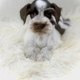 Jed - Liver male Miniature Schnauzer puppy in Overton, Texas from Beards & Bows Schnauzer Farm