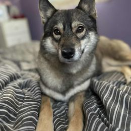 Tally - Siberian Husky