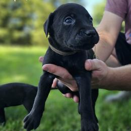 Grey Collar - Male - Black male Labrador Retriever puppy in Boyd, Minnesota from Lindley Labradors